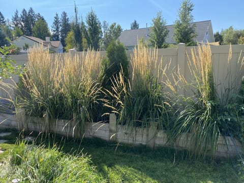 "Backyard August Landscape"