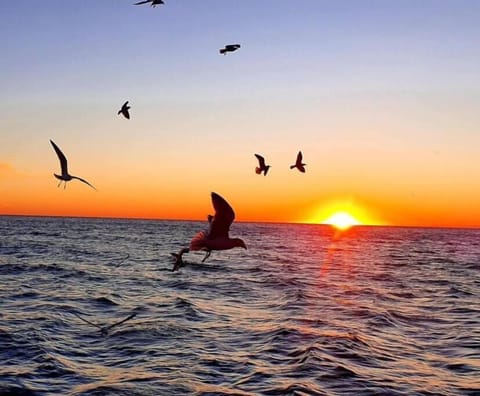 Our Beautiful Sea of Cortez