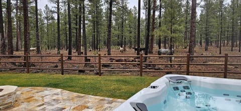 Wild horses right out the back door. 