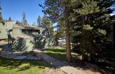 Tree, Fir, Walkway, Path, Shelter