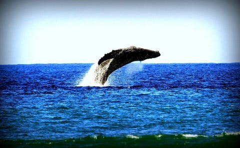 From mid-November ot mid April the humback whales are here! This condo has front row seating!