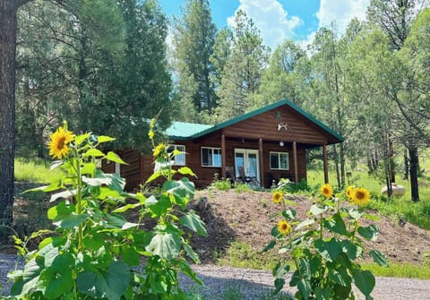 The Salt Creek Cabin in the Gila sits slightly up the hill and opens up directly into the National Forest.