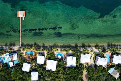 Birds Eye