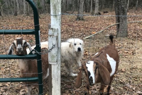 Our dog and goats. We have cats on the property as well.