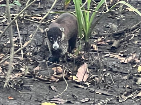 Coatimundi