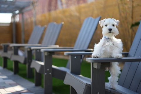 Here at Island Charmer, they welcome dogs so book today.  St. Augustine is a dog-friendly city.