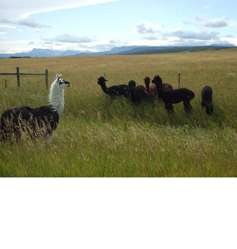 Alpacas and Mountain Views... Does it get any better?