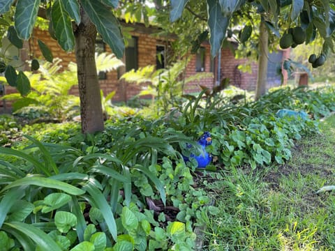 Shady leafy front garden with 2 mature avocado trees and bird baths