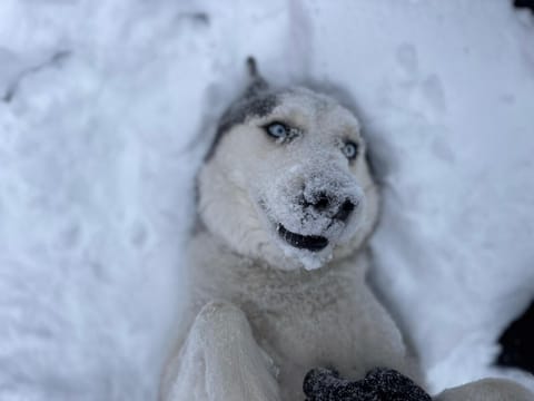 Get away from it all at the Happy Husky Hideaway!