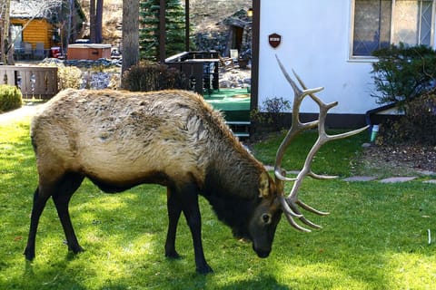 Bull Elk Visiting Fawn Valley Inn!