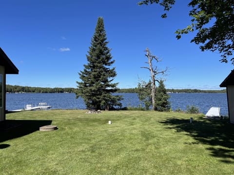 Bald eagles can be seen in the “eagle tree”