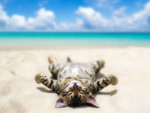 Pelican Walk 902 Bring your Cat! - Cats are welcome in Pelican Walk 902