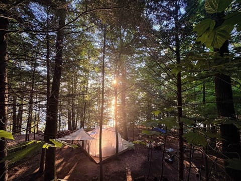 Hammock Haven Dome. Nature included.