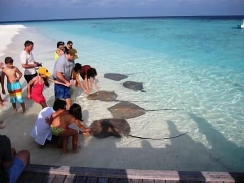 Beach nearby, snorkeling, windsurfing, rowing