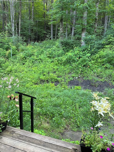 “Forest bathe” from the porch!  This is the view from the front door.
