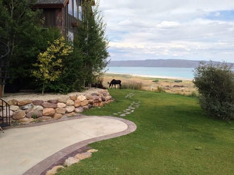 In the early days we would often see "the moose."  Natural landscaping-no grass