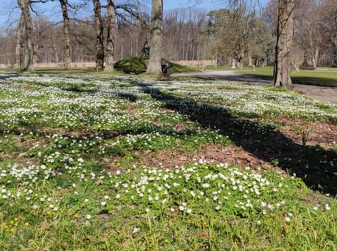 House | Property grounds