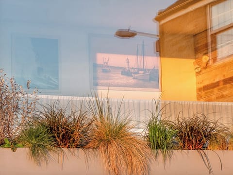 An assortment of grass’s are growing fast below the panoramic window | Old Quay, Newlyn