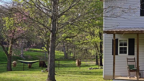 Highland cows graze just outside the back door