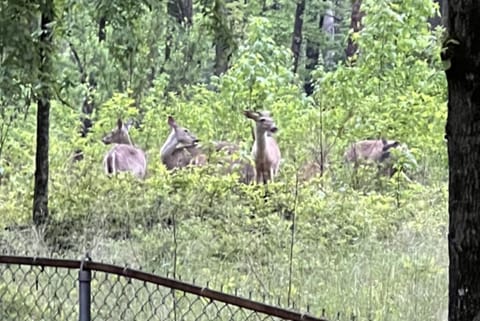 Deer often visit just outside the backyard fence