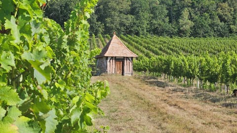 Vineyard