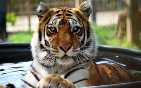 Isn’t he beautiful? He is at the Tiger Sanctuary, one of the many Branson attractions 