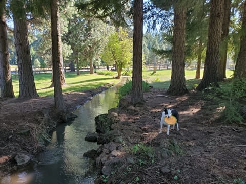 Fin loves his little creek that runs thru the property, April- October.