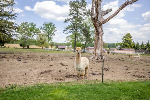 Alpaca awaiting your visit