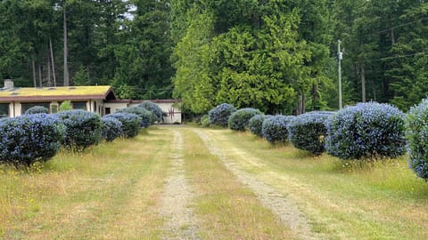 The fragrant blooming California lilacs along the driveway may usher you in