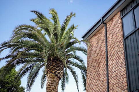 Palm trees brightening up the backyard