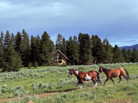 Secluded A-frame cabin with meadow views and a peaceful mountain setting