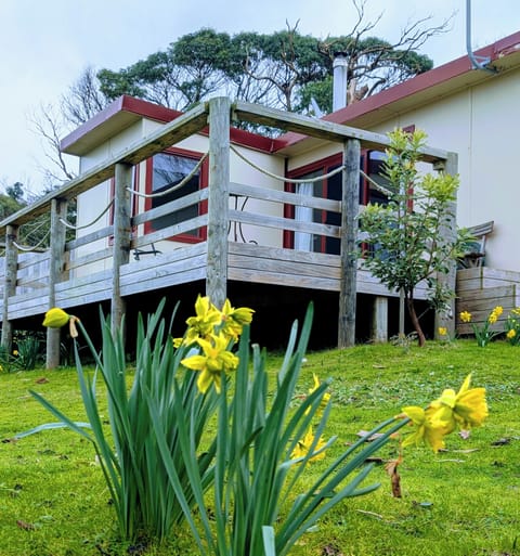 Spring time out the front. Daffodils popping up. Wild and beautiful.
