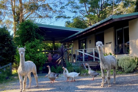 The animals like to pop up and say hello in the morning