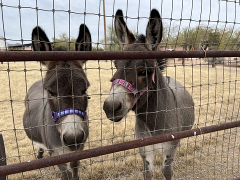 Resident miniature donkeys Mamasita and Rosie.