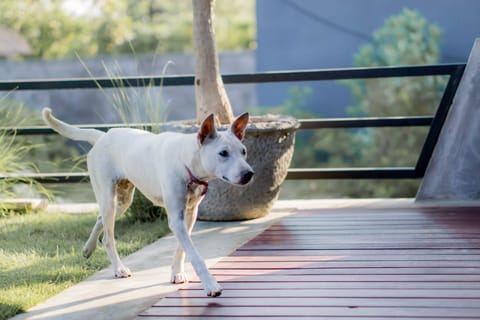 Villa, 1 Bedroom | 1 bedroom, Egyptian cotton sheets, premium bedding, in-room safe