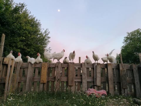 House | Property grounds