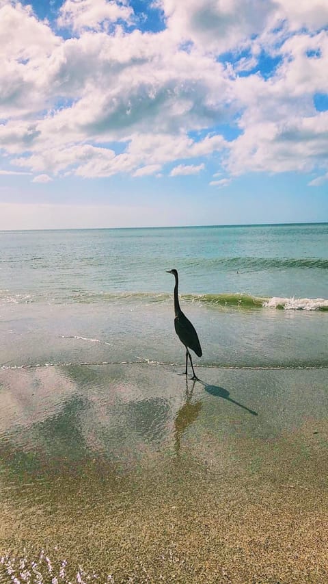 Beach nearby, white sand
