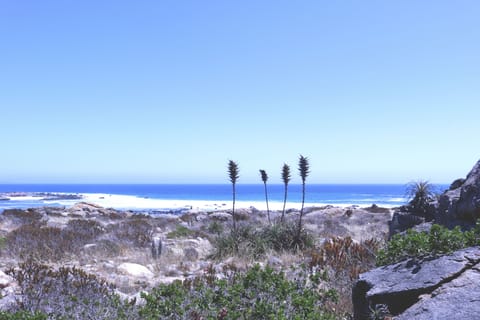 Beach shuttle