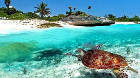 Beach nearby, white sand