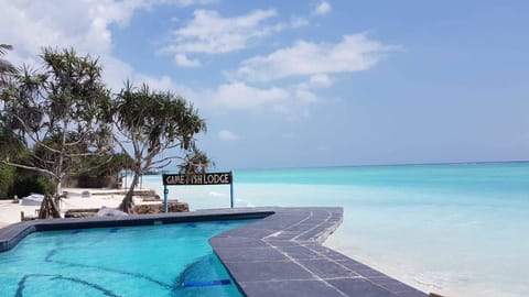 Outdoor pool, sun loungers