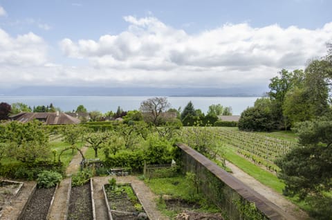 Lake view