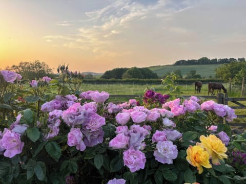 Cottage | Property grounds