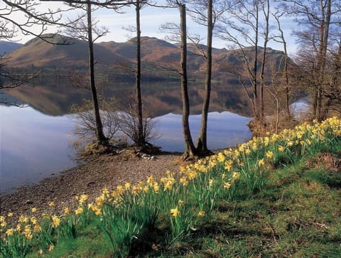 Lake view