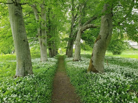 House | Property grounds