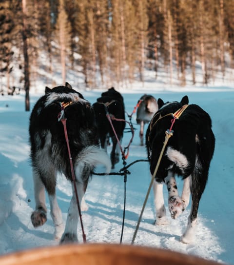 Sledding