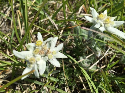 Hochwertige Ferienwohnung in Matrei In Osttirol Apartment in Salzburgerland
