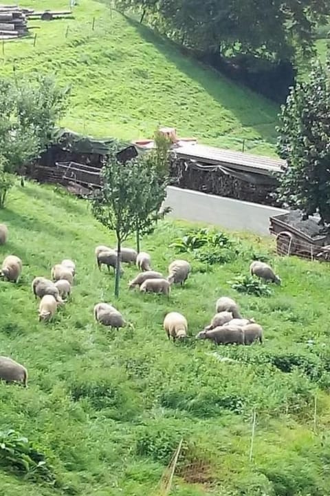 Studio in renoviertes Bauernhaus (3 Pers.) Apartment in Fribourg, Switzerland