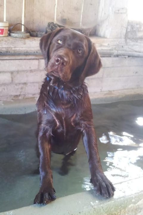 Burehof Waltrigen Apartment in Canton of Bern (Region)