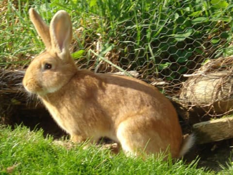 Burehof Waltrigen Apartment in Canton of Bern (Region)