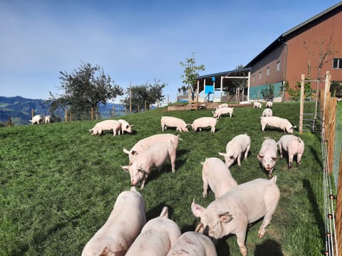 Eygrat Apartment in Canton of Lucerne